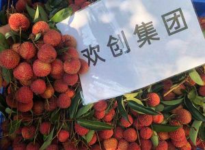 夏日好“枝”味，365WM SPORTS集团发福“荔”啦